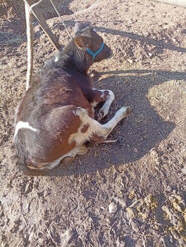 с связи с переездом: Продаю | Тёлка | Ангус, Полукровка | На откорм | Привязанные — 1