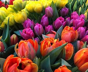 картофель семенной: В связи с отьездом недорого продаю луковицы тюльпанов, нарциссов — 4