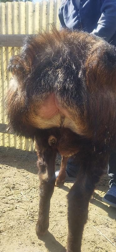 ярок: Продаю | Ягненок | Арашан | Для разведения | Племенные — 3