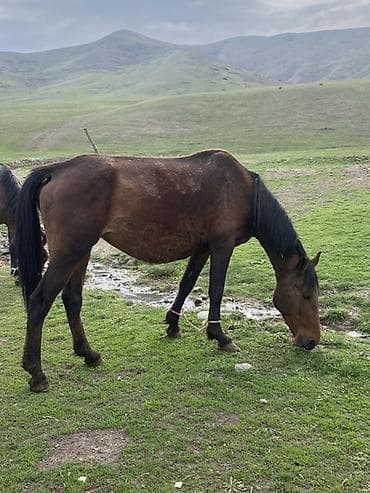 пони лощадь: Продаю | Жеребец | Для разведения — 2