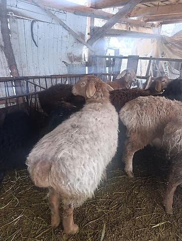 Продаю | Овца (самка) | Гиссарская | Для разведения | Ярка at lalafo.kg Продаю | Овца (самка) | Гиссарская | Для разведения | Ярка