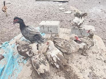 тай абакан: Продаю Уток самец порода Тижолая пепел Очень большой общий семь шт — 1