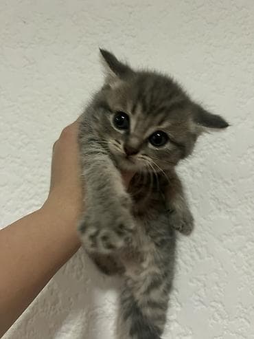 японская кошка: Котята с классическим тигровым окрасом (табы), ( полукровки, мама — 1