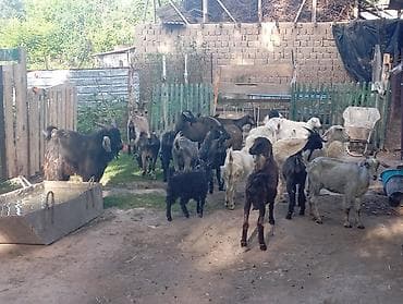 Продаю | Коза (самка), Козёл (самец), Козлёнок | Полукровка, Нубийская | На забой, Для разведения, Для молока | Племенные, Котные, Осеменитель