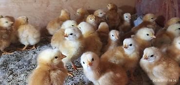 Продаю | Цыплята | Для разведения — 3