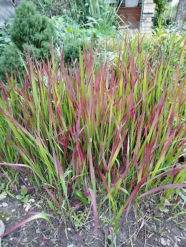 хай лайн соня петух: Саженцы — 8