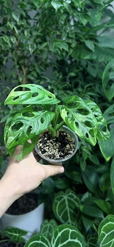 Монстера Адансона Альба 700, 1200, 1500с