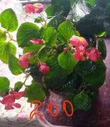 фикус али: Домашние комнатные растения — черенки и молодые кустики В — 6