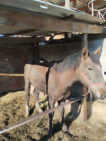 Продаю | Жеребенок | Рабочий