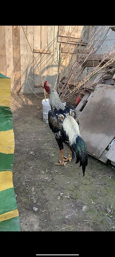 инкубатор курицы: Продаю | Куры, Петух, Цыплята | Бойцовая | Для разведения — 2