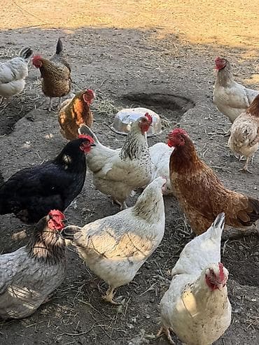 большой аквариум купить: Продаю | Петух | Домашняя | Для разведения — 5