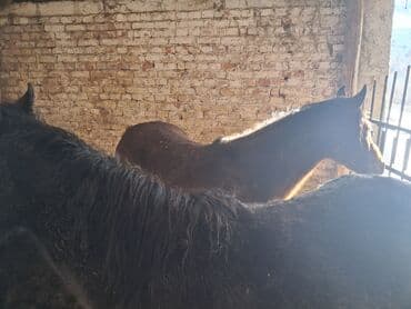 А/ч жаныбарлары үчүн тоюттар: Сатам | Бээ (ургаачы) | Союуга | Асыл тукумдуу — 2