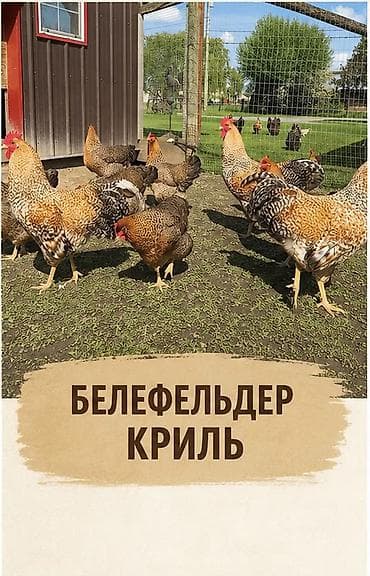 собаки сокулук: Сатам | Тооктор | Көбөйтүү үчүн — 2