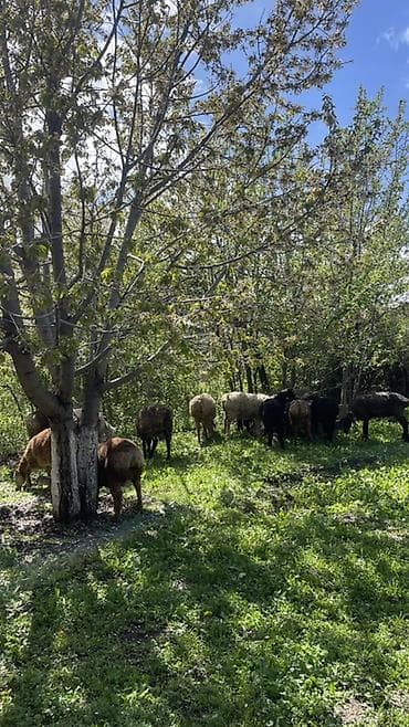 обмен на баран: Продаю | Овца (самка), Баран (самец) | Для разведения — 4
