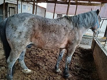 А/ч жаныбарлары үчүн тоюттар: Сатам | Байтал | Жумушка — 1