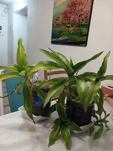 Комнатные растения – Золотой ус - Два кустистых экземпляра с длинными — 1