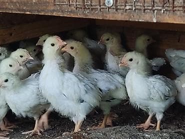 мел для животных: Продаю | Цыплята | На забой — 5