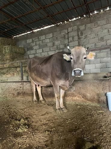 голуби почтовые: Уй сатылат — 2