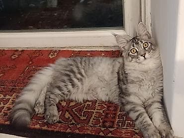 добрые руки котята: Мейн-кун, 5 месяцев, Девочка, Приучена к лотку — 4