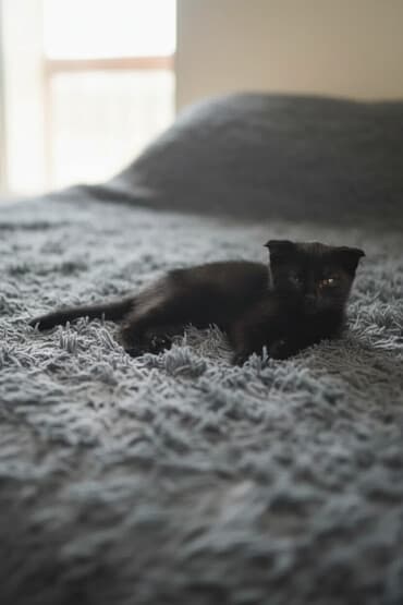 вязка кошек ош: Скотиш Фолд (Шотландская вислоухая), 3 месяца, Девочка, Черный, Приучена к лотку — 1