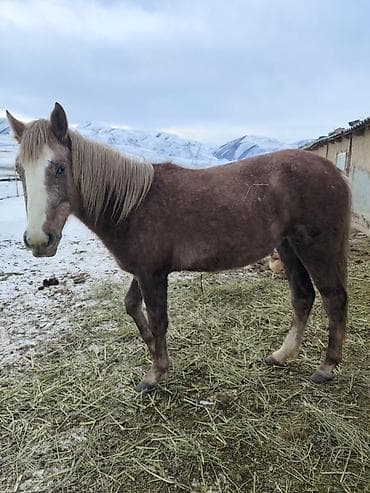 черная британская кошка: Продаю | Кобыла (самка) | Для разведения | Племенные — 2