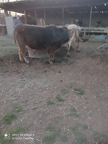 музо телята: Продаю | Бык (самец) | На откорм — 2