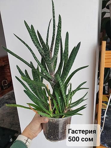 Алоэ: Цветы в ассортименте
Цена и название на фото — 10