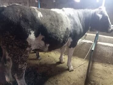 где купить кошку в бишкеке: Продаю | Бык (самец) | Полукровка | На откорм — 10