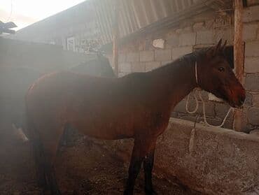 собака немецкая овчарка купить: Продаю | Жеребец | Дончак | Рабочий — 4