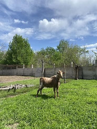 кой акур: Продаю | Козлёнок | Для разведения | Племенные — 2