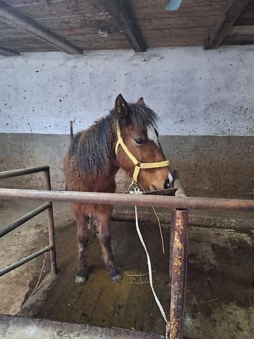 клевер белый: Продаю | Жеребенок | Для разведения — 3