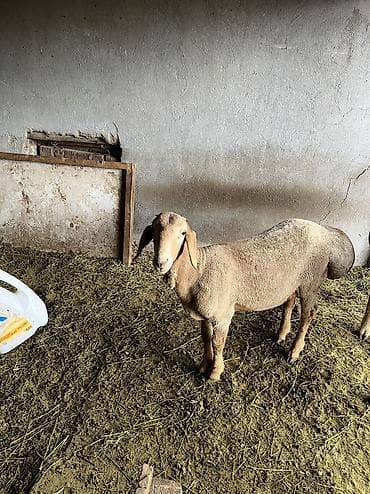 вислоухие кошки: Продаю | Овца (самка) | Для разведения | Матка — 2