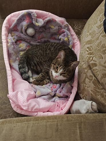 взять кошку бесплатно: Кошка даром: Беспородная, 1 год, Девочка, Приучена к лотку — 3