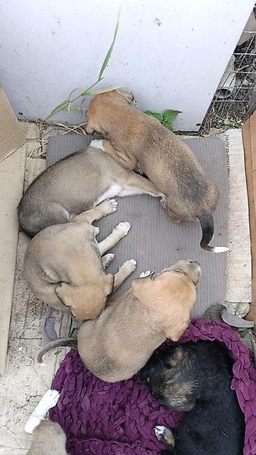 Собака даром: Тайган, 2 месяца, Самец at lalafo.kg Собака даром: Тайган, 2 месяца, Самец