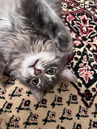 Отдам даром кошку: Девочка — 4
