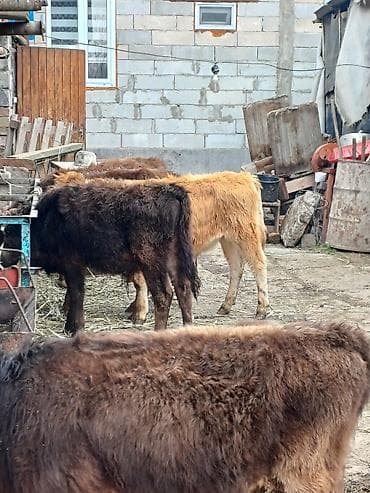 Продам с/х животных: Продаю | Бык (самец), Музоо, торпок | Полукровка, Алатауская, Швицкая | На откорм, Для разведения | Искусственник — 6