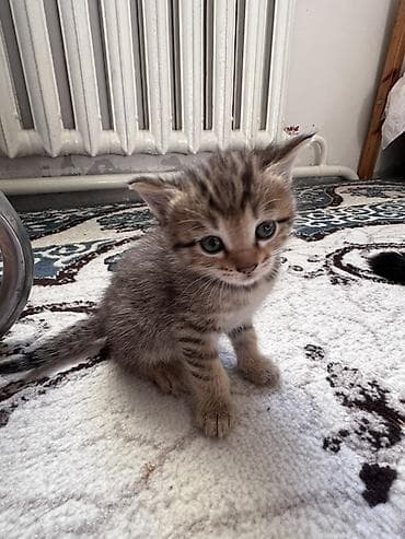 ориентал кошка: Беспородная, 1 месяц, Мальчик, Приучена к лотку — 3