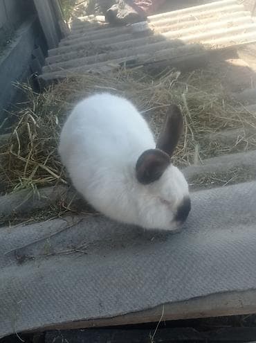 сеамская кошка: Продаю | Кролик самец | Калифорнийская | Для разведения — 1