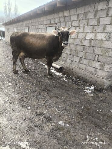 продаю породистых коров: Продаю | Корова (самка) | Алатауская | Для разведения — 2