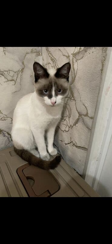 собака долматинец: Отдаем в добрые руки.Привитый. Котёнок с окрасом колор-пойнт (светлое — 1