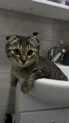 шотландская короткошерстная кошка: Скотиш Фолд (Шотландская вислоухая), 6 месяцев, Мальчик, Приучена к лотку — 8