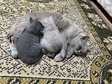 сколько стоит породистая кошка: Плюшевые медвежата: шотландско-британское очарование! Продаются — 10