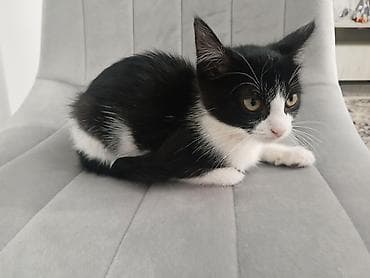 отдам хорошие руки котят: Кошка даром: Беспородная, 2 месяца, Девочка — 4