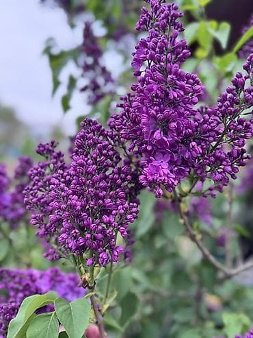 фото 3 на 4: Продаю сирень крупную, яркую, по 100 сом ветка — 1