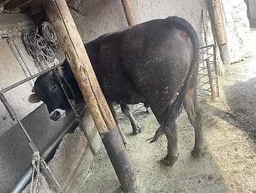 сколько стоит бык 2025: Продаю | Бык (самец) | Привязанные — 3