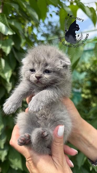 цена сфинкса: Скотиш Фолд (Шотландская вислоухая), 1 месяц, Мальчик, Голубой, Приучена к лотку, Проглистована, С документами — 4