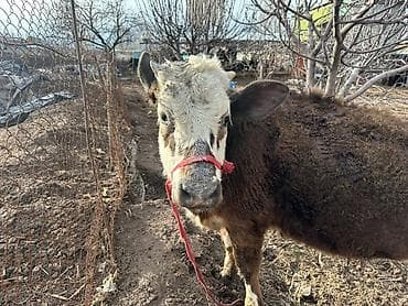 Услуги ветеринара: Продаю | Тёлка | На откорм | Привязанные — 4