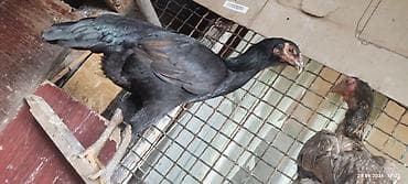 цесарки купить: Продаю | Петух — 1