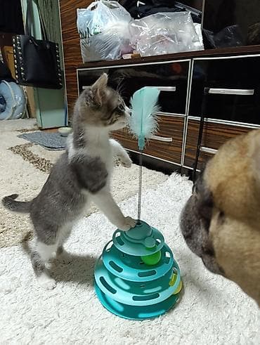 продаю сфинкса: Кошка даром: Сфинкс, 2 месяца, Мальчик, Проглистована — 3