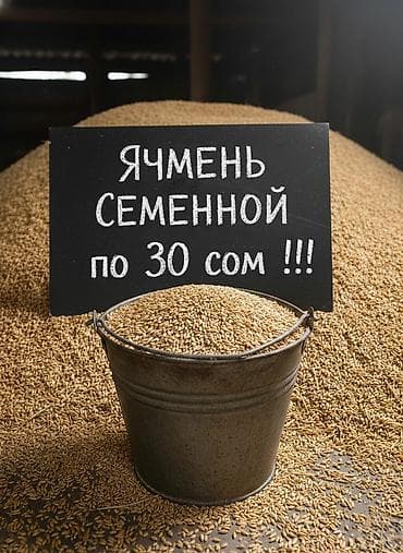 Ячмень (сорт Нутанс)